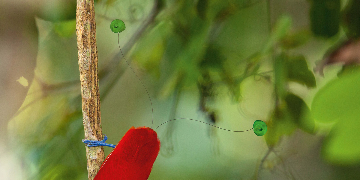 A male king bird of paradise descends a vine in his display tree showing off - photo 6