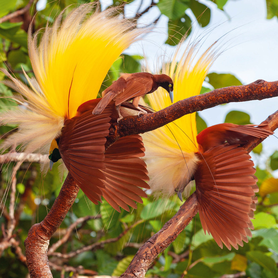 A greater bird of paradise female assesses two adult males as they perform - photo 7