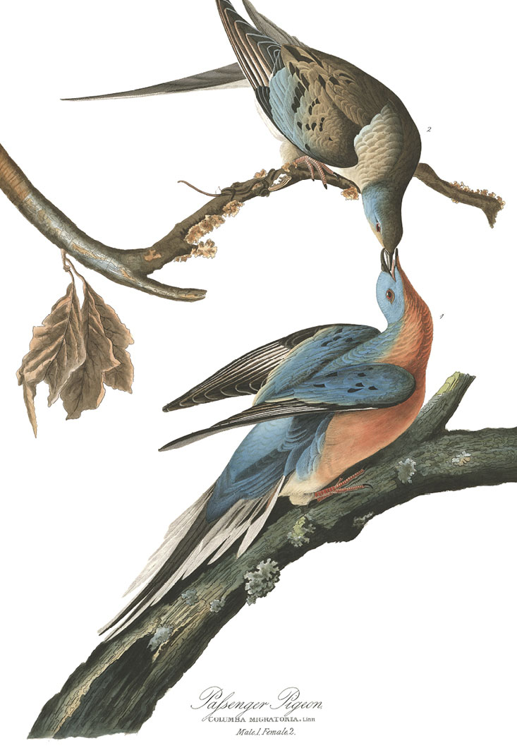 American artist John James Audubon made this painting of male and female - photo 3