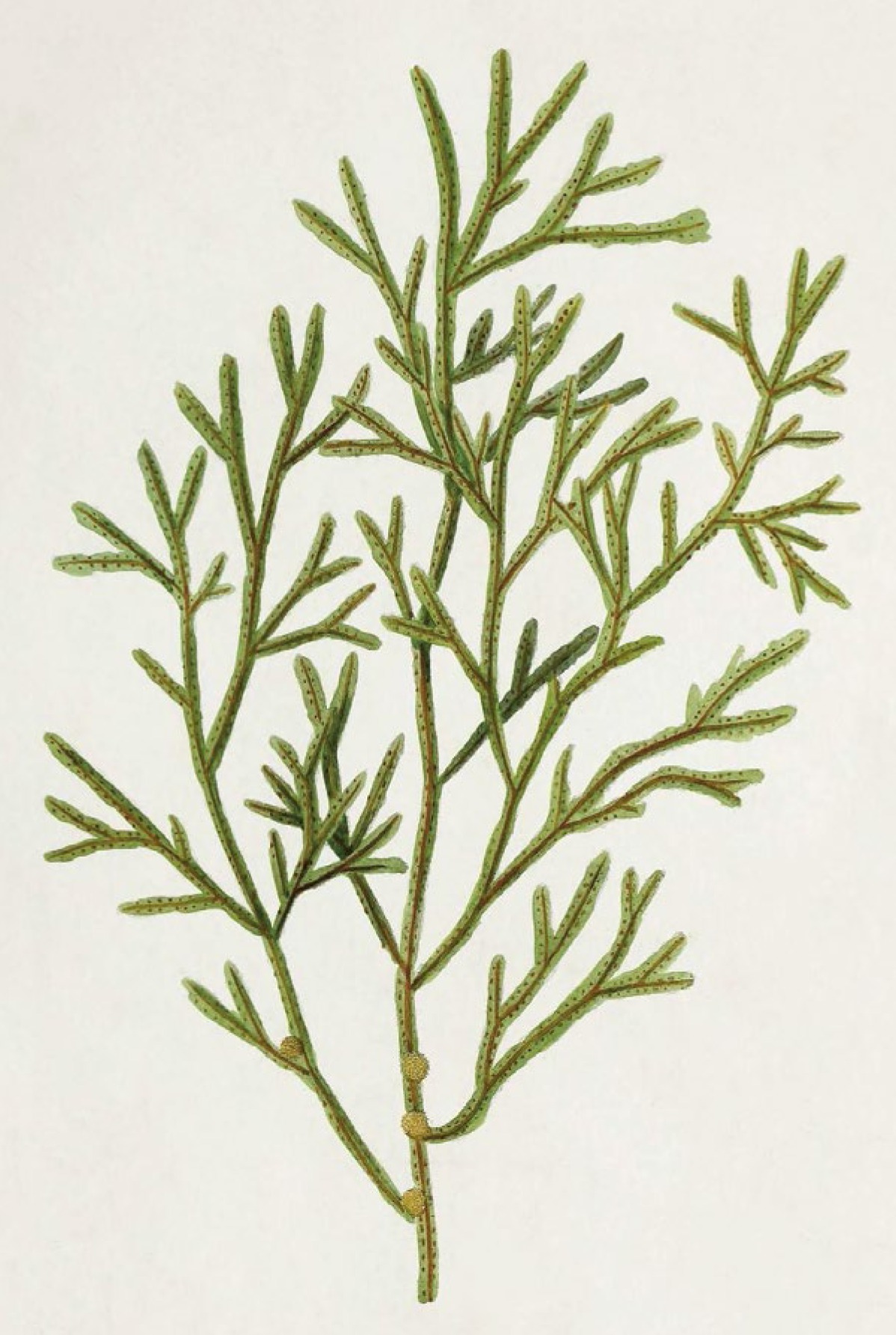 Fucus vesiculosus from Hydrophytologiae Regni Neapolitani icones Neapoli 1829 - photo 3