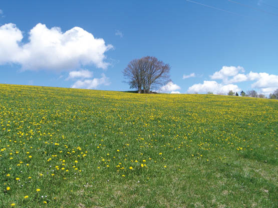 A flower-strewn Black Forest meadow in spring The Black Forest could well be - photo 7