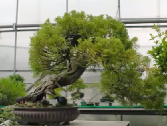 A Bonsai Memoire More than two thousand years ago the Chinese began to create - photo 2