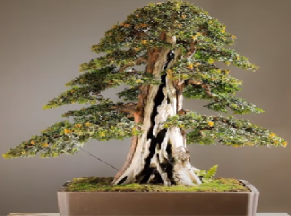 Bonsai is a plant generally a shrub or a tree which is planted in containers - photo 1