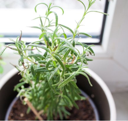 Planting herbs in planters and containers is easy Maintaining herbs in them is - photo 13