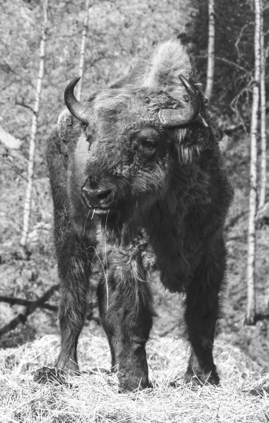 CHAPTER 1 THE MYTH OF WILD NATURE Bison vs Siberian larch and human - photo 5