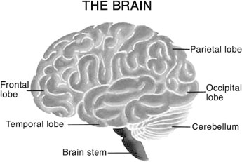 Figure 11 Illustration of the major areas of the brain What the Different - photo 4