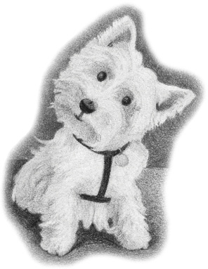 Chapter 1 Harvey H arvey is a West Highland Terrier a ratter with a white - photo 5