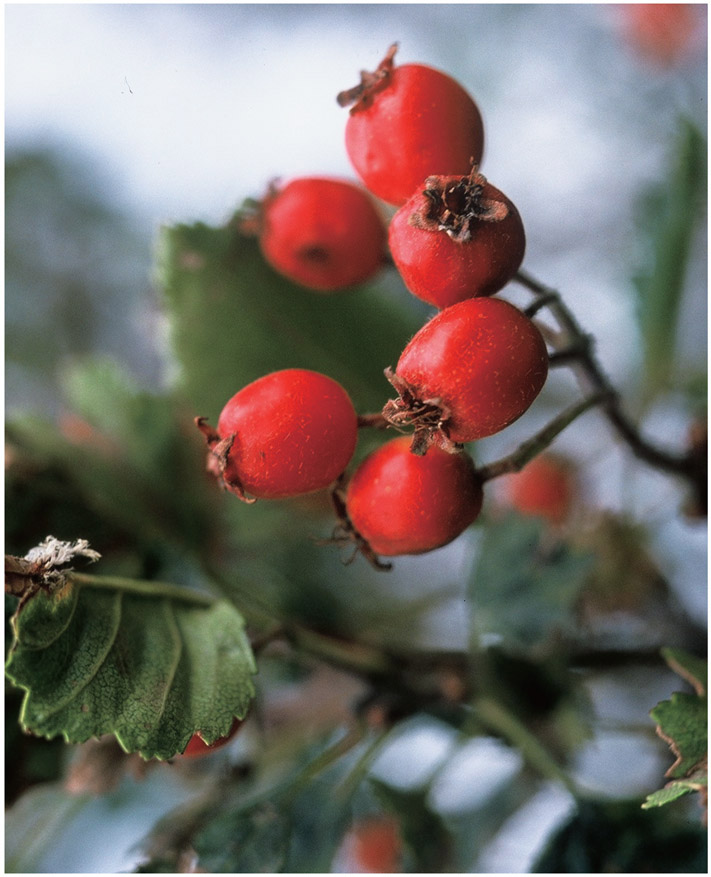 Hawthorn Berry-Picking Tools While many berry pickers simply pick into a - photo 2