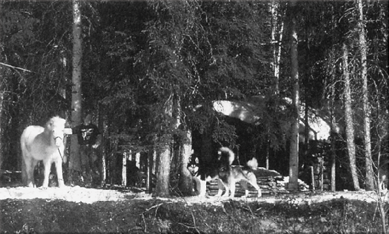 Lilja Julie and the dog team at the Birch Cabin on the trapline Preface It - photo 4