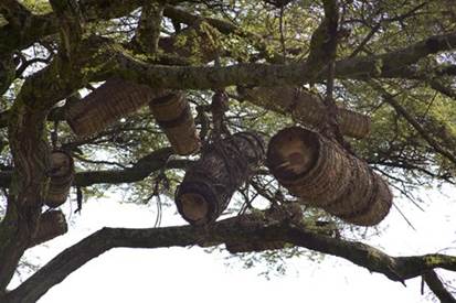 Traditional beehive in Ethiopia However in many parts of the East wheresuch - photo 4