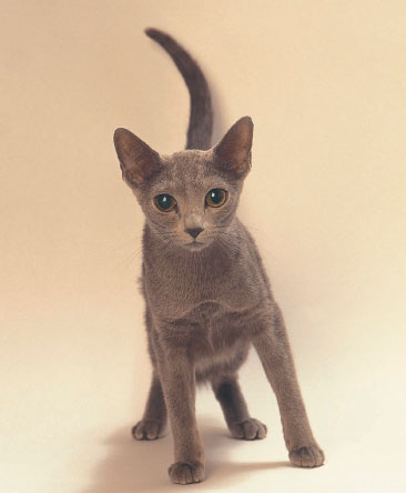 Independent and mysterious cats like this Russian blue kitten have been part - photo 7