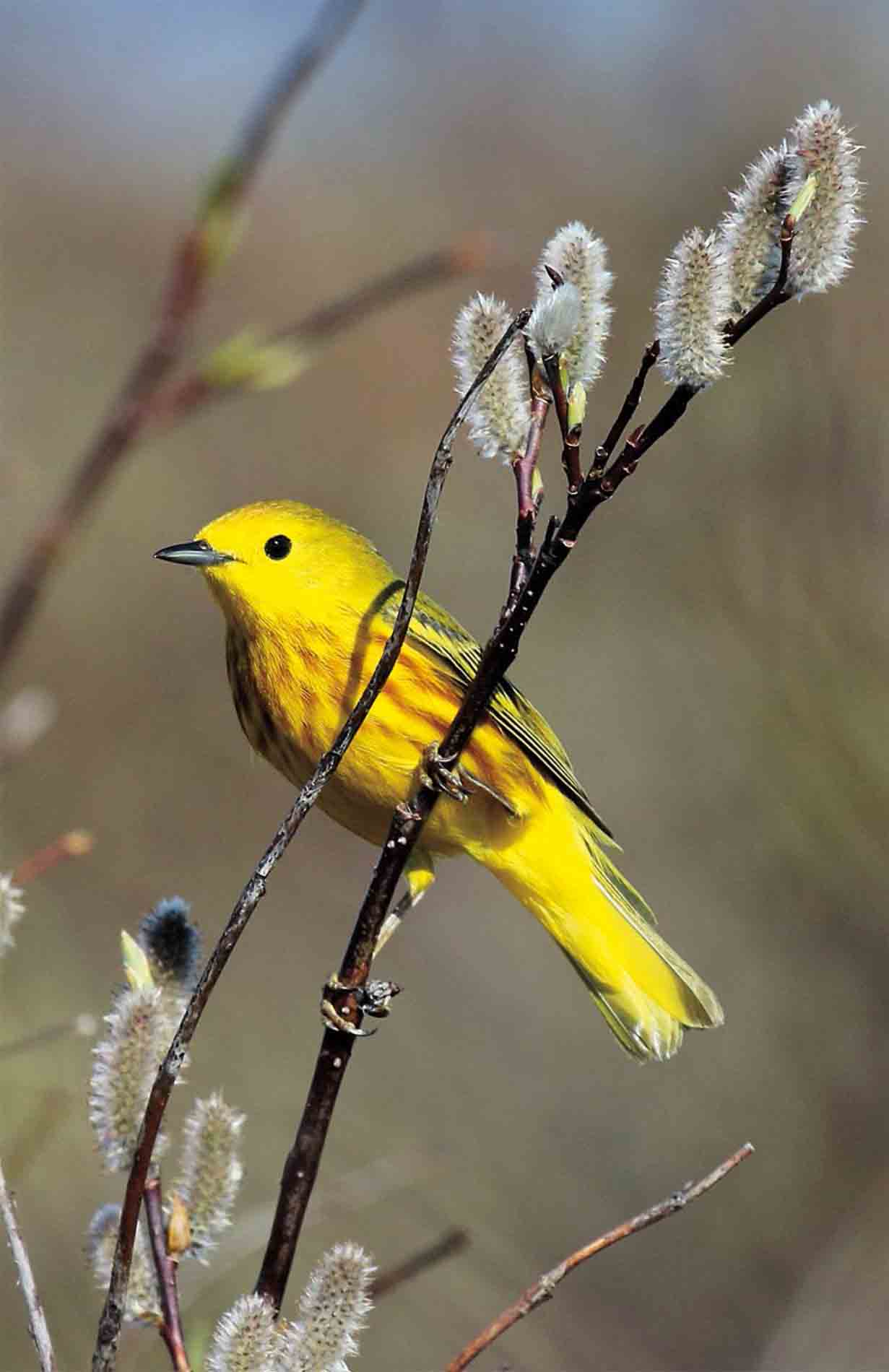 Easily one of the most charming species in Ontario is the Yellow Warblerits - photo 2