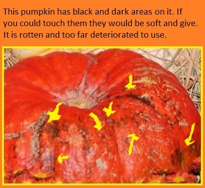 E ven if a pumpkin has only one or two dark or soft spots deterioration has - photo 3