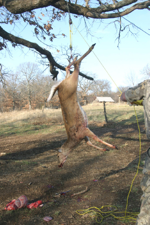 There are several fallacies that are quite common about dressing deer Some - photo 22