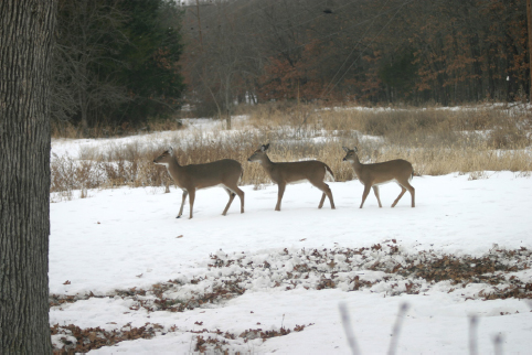 To many hunters the joy of the hunt stops when the deer is down Many - photo 18