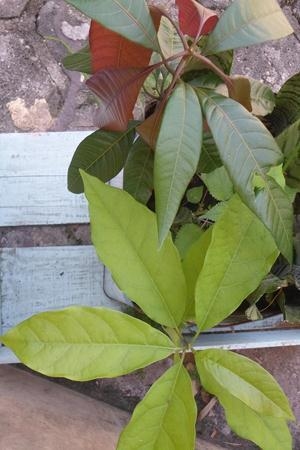 Did you know that some kitchen waste can be replanted and then continues to - photo 2