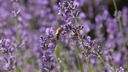 Lavender is a bee-friendly companion plant S oft Chemicals Commonly used - photo 15