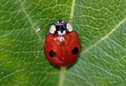 An adult Adalia bipunctata or ladybird beetle is looking for lunch C - photo 14