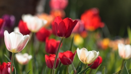 Tulips in Germany G ardens Are a Delight Sadly its not just gardeners bees - photo 13