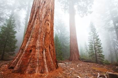 On the other hand the giant sequoias survivein the higher elevation locations - photo 3