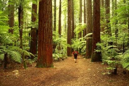 Northern Californias Redwoods is known forits sky-rising forests which are - photo 2