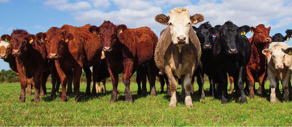 Rearing cattle uses more water and creates more pollution than growing crops - photo 6