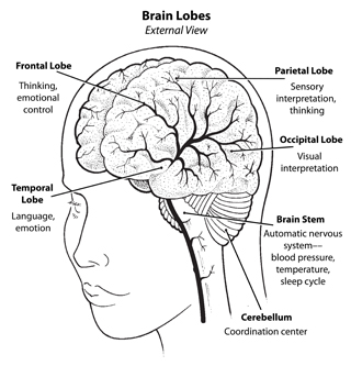 The back part of the brain the cerebellum controls balance and coordination - photo 2