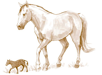 From tiny Eohippus to modern Equus the horse has come a long way Horses are - photo 5