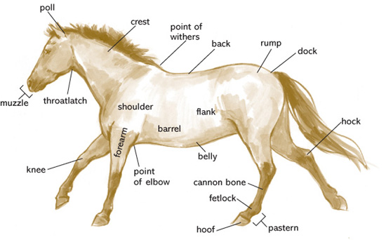 The bones in a horses knee are similar to the bones in the human wrist A - photo 6