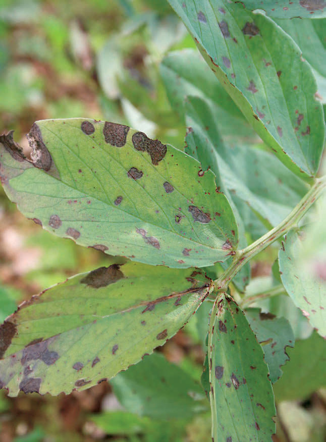 plant showing signs of disease Why use a drone The advantages are numerous - photo 6