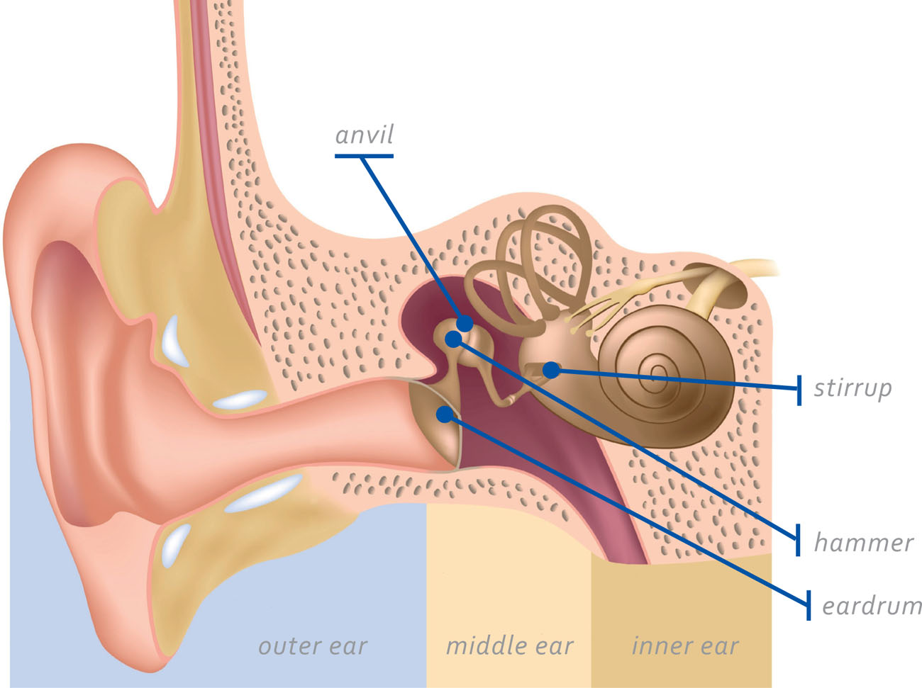 The stirrup in the inner ear is the smallest bone in the body It measures - photo 6