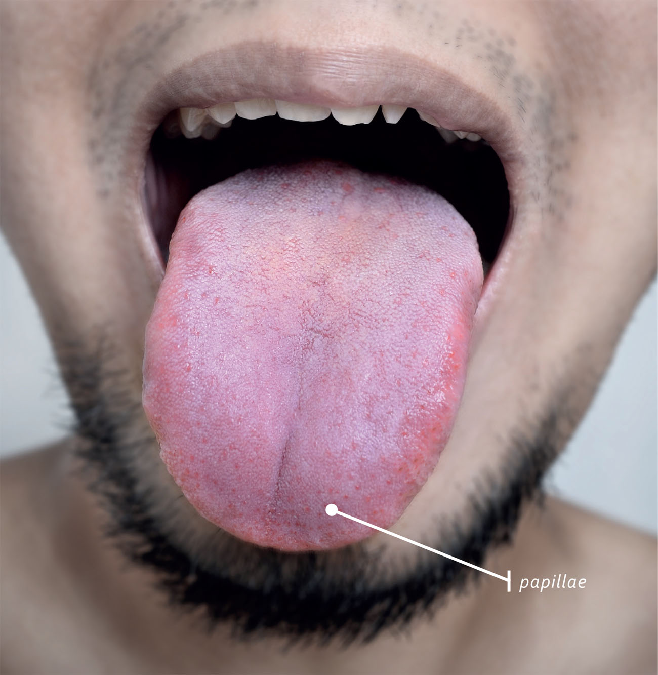 The human tongue has eight muscles The muscles move our tongues which helps - photo 7