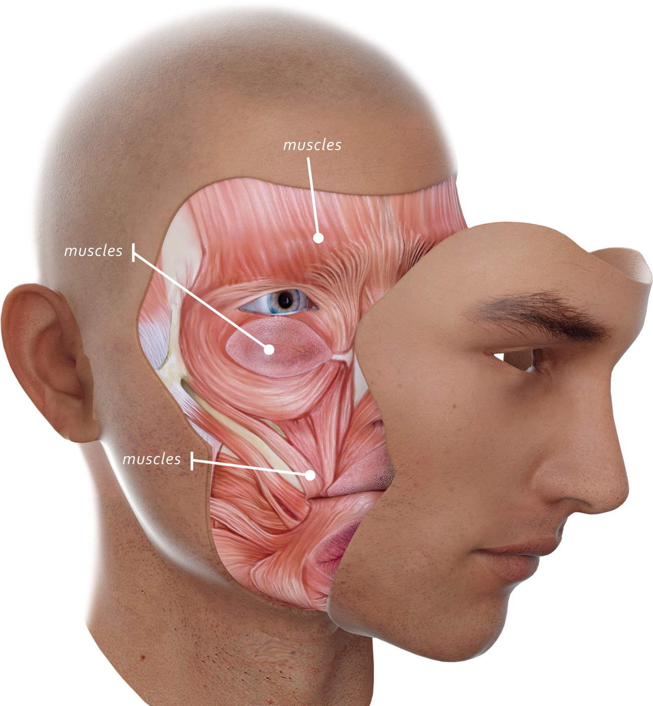 Muscles make up around half of a humans bodyweight The Constant Work of Muscle - photo 9