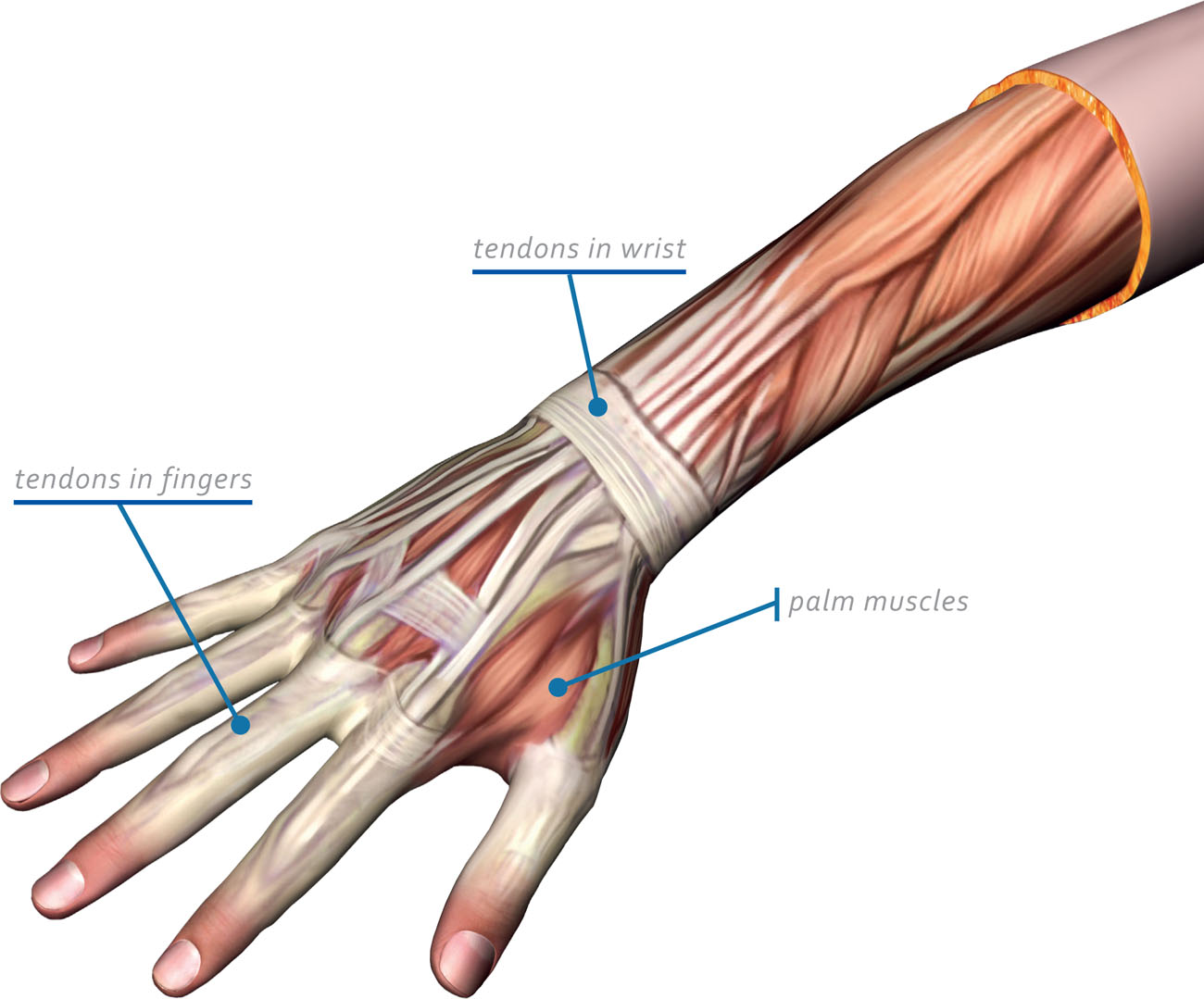 Most tendons are tough rope-like bundles of fiber while some are flat sheets - photo 7