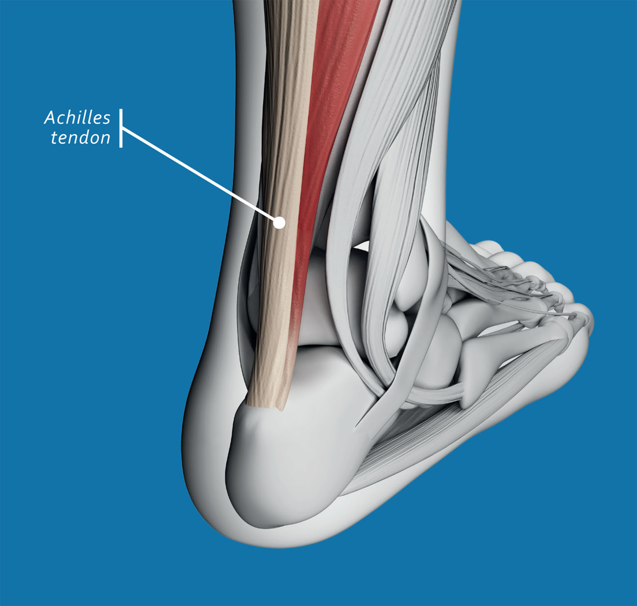 The Achilles is the thickest and strongest tendon in the human body Body Talk - photo 8