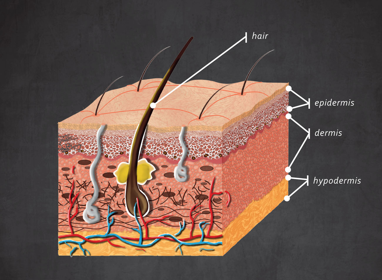 There is a lot going on with your skin Under the Skin If you could peel away - photo 5