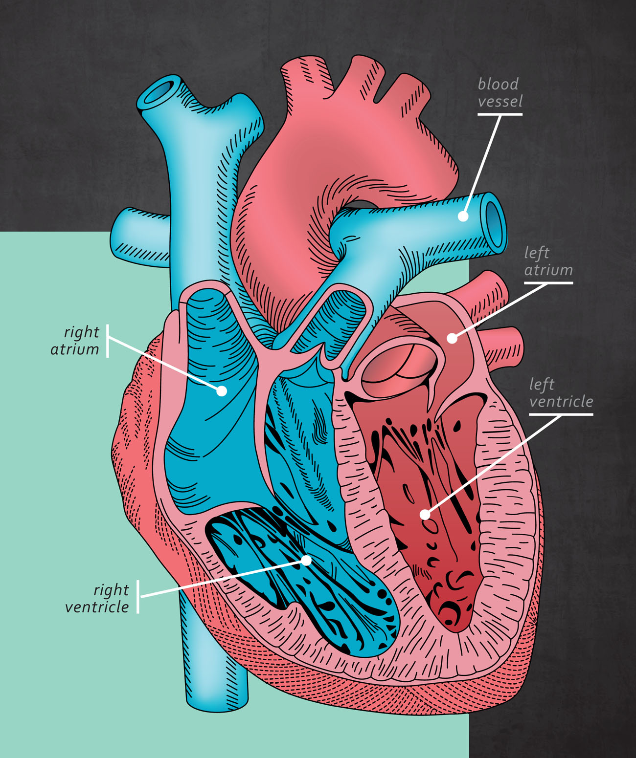 Your heart is a special pump The left and right atrium fill with the blood - photo 8