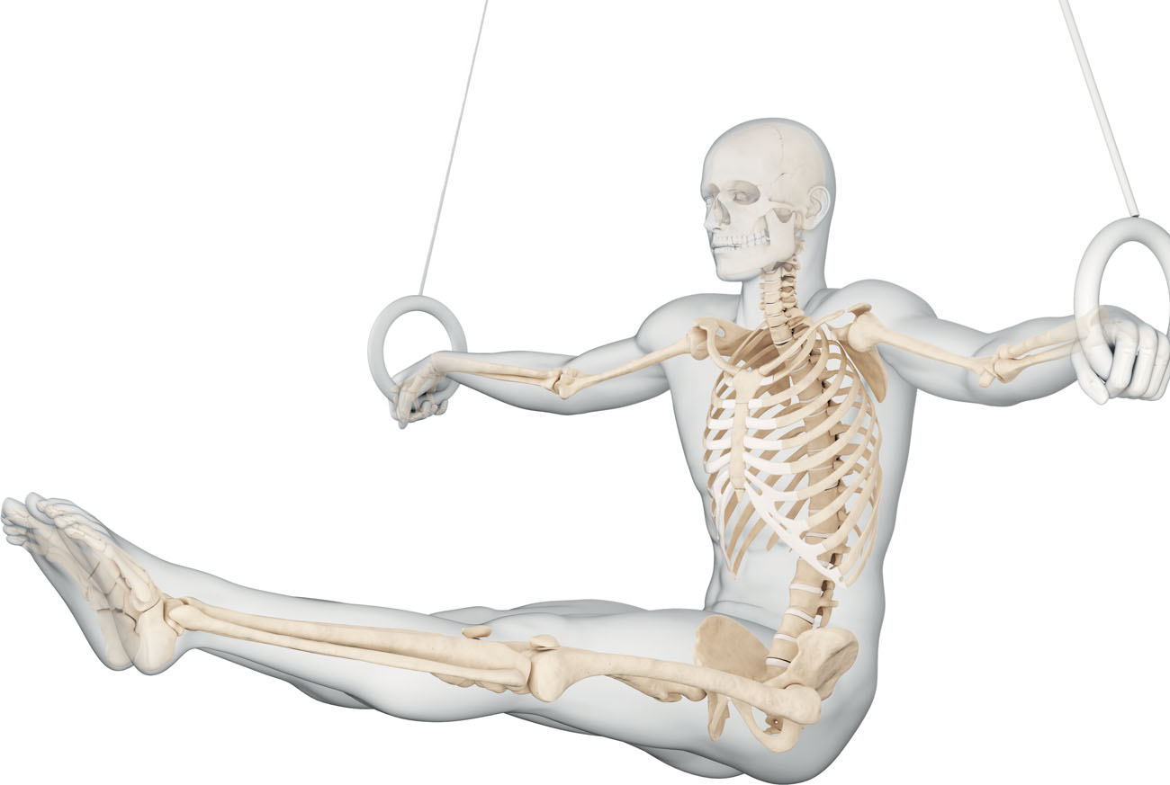 Muscles keep our skeleton in an upright position and help us to move Body - photo 3