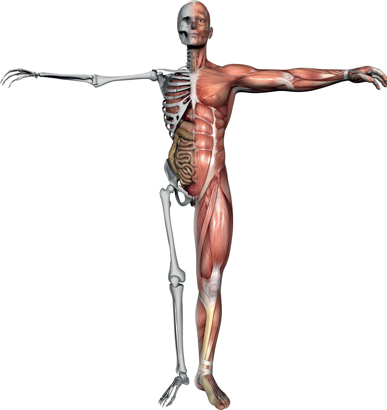 Beneath the skin your body is a complex mass of bones muscles tendons and - photo 4