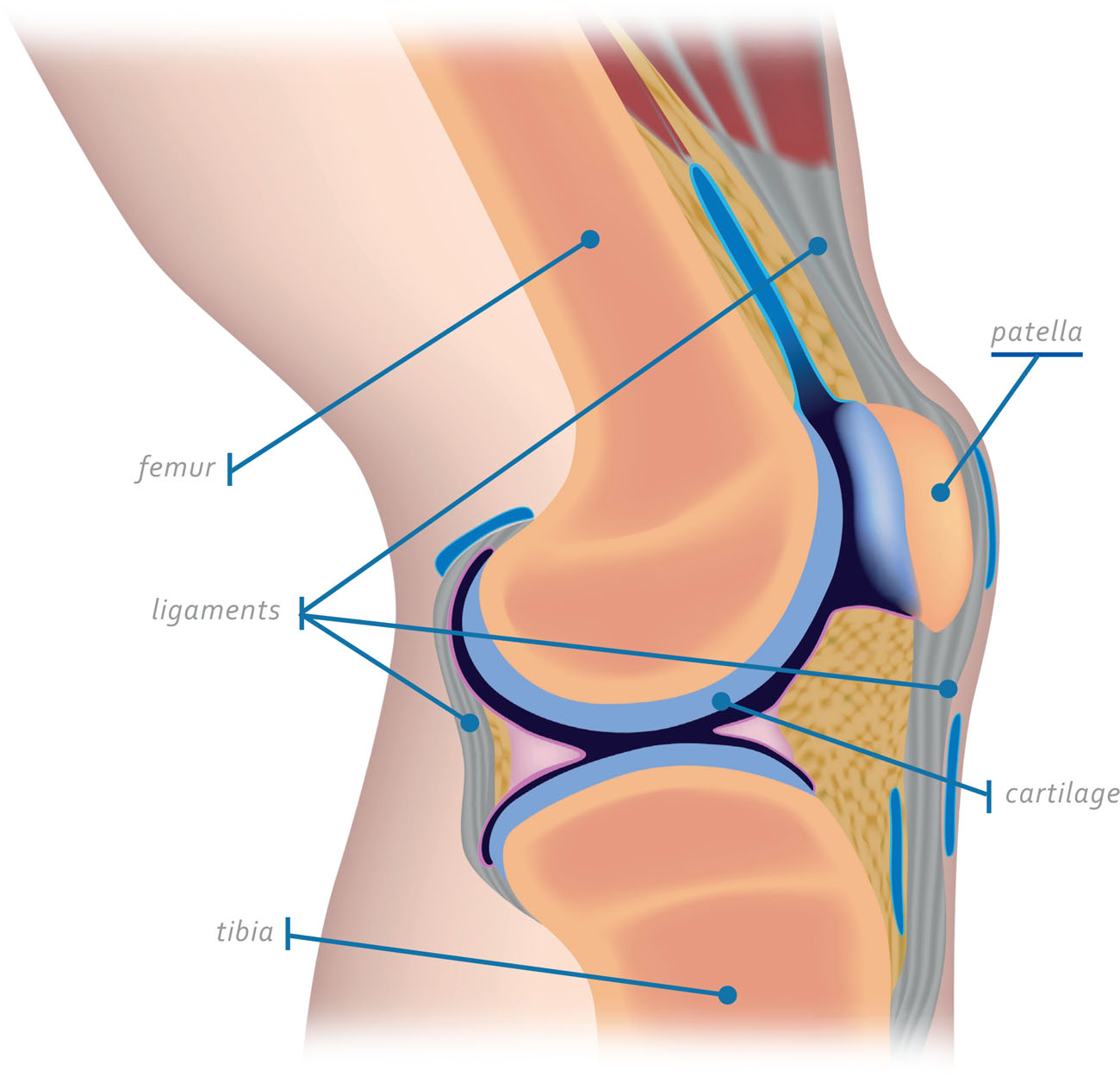 The knee is the largest joint in the body and also the most complicated Body - photo 6