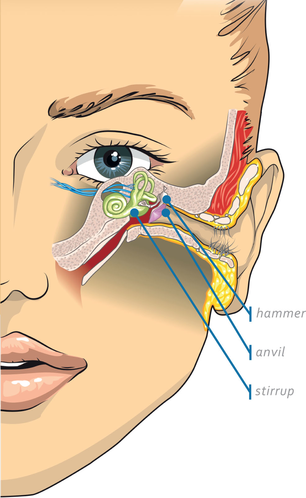 The stirrup in the inner ear is the smallest bone in the body It measures - photo 9