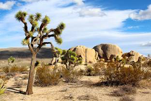 The Desert Thereare places on earth where the landscape is dry and hot and - photo 2