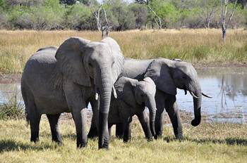 Elephant Family There are 3species of elephants that live in Asia and both - photo 3