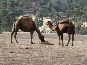 DromedaryCamels There are two types ofcamels that are characterized by the - photo 4