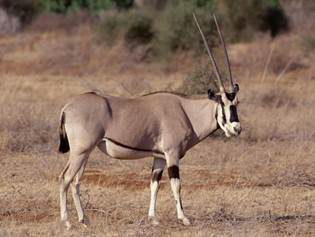 Gazelle The gazelle is a species of small antelope that livethroughout - photo 5