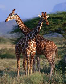 Giraffe Thegiraffe is the tallest mammal on planet earth reaching an average - photo 6