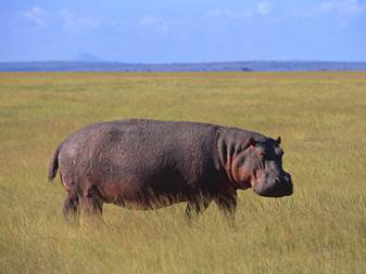 Hippopotamus Hippopotamuses aresemi-aquatic animals spending most of their - photo 7