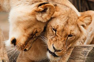 Lions Lions are social animalsthat live in packs called prides which consist - photo 8