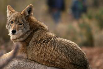 Coyote Coyotes live in many partsof the world including desert climates - photo 9