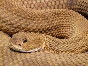 BasiliskRattlesnake Thereare 32 species of rattlesnakes which are widespread - photo 10